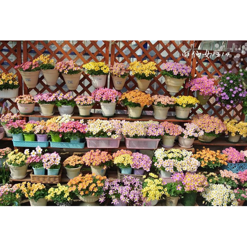 รายการ Oxalis มาแล้วจ้า หัวละ 35บาท