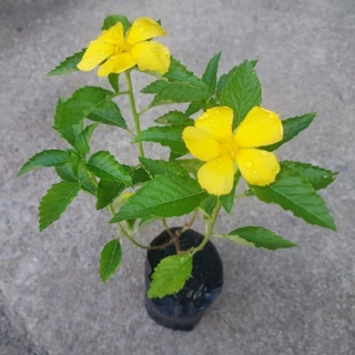 ต้นดอกบานเช้า สีเหลือง,สีขาว สวยหวาน ดอกใหญ่