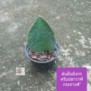 ต้นลิ้นมังกร ครีบปลาวาฬSamse-Vieria snake กระถาง4"กplantใบอ้วนลายสีเขียว ขอบน้ำตาลเข้มไม้ฟอกอากาศฟอกอากาศได้ดีเลี้ยงง่าย