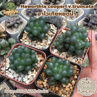 ฮาโวเทีย หยดน้ำ Haworthia cooperi v.truncata (ส่งแบบทั้งกระถาง)