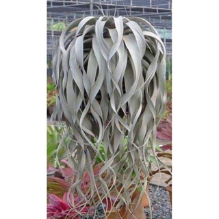 [ขายหน่อ] Tillandsia xerographica Guatemala airplant ทิลแลนเซีย เซโรกราฟิก้า ไม้รากอากาศ สับปะรดอากาศ