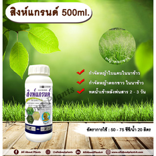 สิงห์แกรนด์ 500ml. ไซฮาโลฟอบ-บิวทิล สารกำจัดวัชพืช สารกำจัดหญ้า ในนาข้าว หญ้าใบแคบ หญ้าดอกขาว allaboutplants