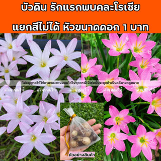 🔥โล๊ะซื้อ1แถม1🔥บัวดินรักแรกพบ+โรเซีย (ไม่แยกสี)