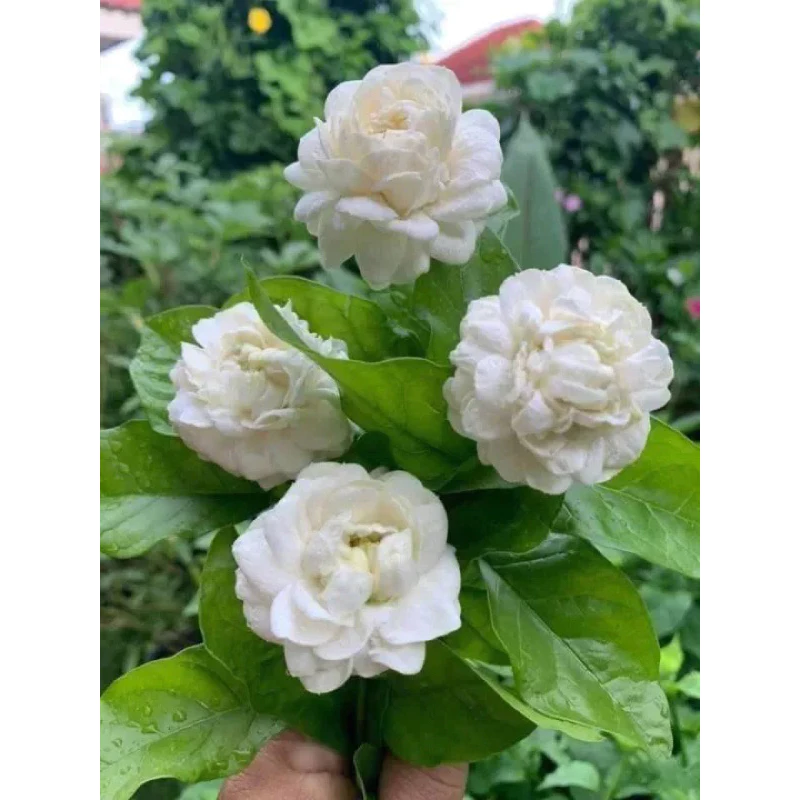 มะลิดอกซ้อนใหญ่1ต้นสูงประมาณ15ซม.❣️❣️❣️🌷🌷