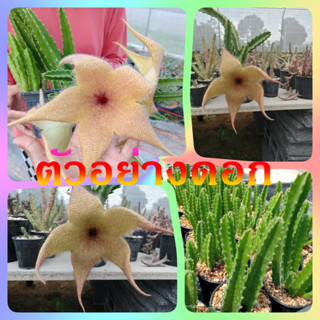 🌵💥เก๋งจีนดอกปลาดาว💥🌵 Stapelia Gigantea  ไม้ชำหน่อ ขนาดความสูง 6-10 ซม. ต้นกระบองเพชร ต้นแคคตัส (แคคตัส กระบองเพชร)