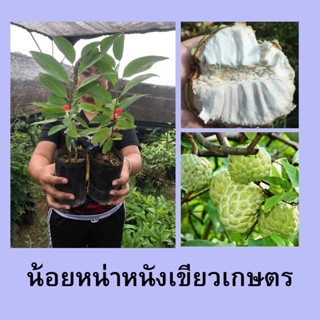 (2ต้น)🍈🍈น้อยหน่าหนังเขียวเกษตร เพาะเมล็ด🍈🍈 🌳🌳ผลใหญ่ เนื้อเยอะ🌳🌳 🌴🌴ความสูงต้นประมาณ 35 ซม.🌴🌴