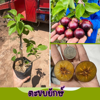 🍇ตะขบยักษ์ กิ่งตอน🍇 💋💋ผลใหญ่หวานฉ่ำ💋💋 🌲🌲ความสูงต้นประมาณ 45-55 ซม.🌲🌲