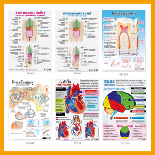 โปสเตอร์พลาสติก โปสเตอร์สื่อการเรียนรู้วิทยาศาสตร์ (1 แผ่น)