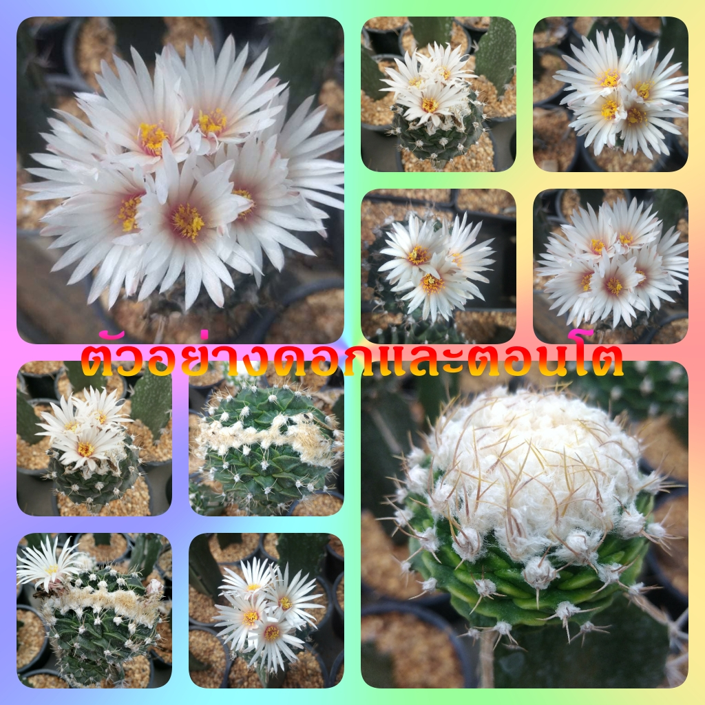กลีบกระทง Obregonia Denegrii ไม้เมล็ด ขนาด 2-4 ซม. ต้นกระบองเพชร ต้นแคคตัส (แคคตัส กระบองเพชร)