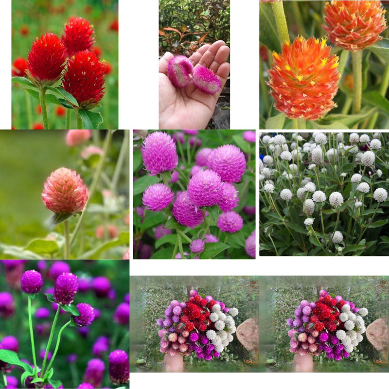 เมล็ดพันธุ์ ดอกบานไม่รู้โรย บานไม่รู้โรยสีแดง สตอเบอร์รี่ Gomphrena Seed / หัวใจ / ส้ม / ชมพู / โอโรส / สีม่วง / สีขาว