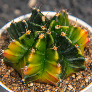 Gymnocalycium  hb. ด่างไม้เมล็ดสวย แคคตัส กระบองเพชร cactus ยิมโนคาไลเซียม ไม้ประดับ ไม้สะสม