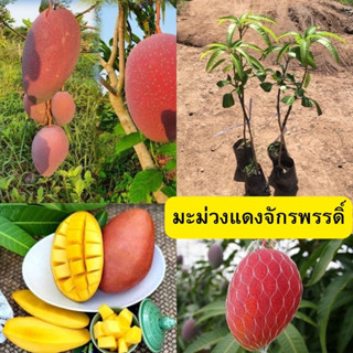 🥭🥭มะม่วงแดงจักรพรรดิ์🥭🥭 💋💋ผลสุกหวาน ทานอร่อย💋💋 🌴🌴ความสูงต้นประมาณ 45-50 ซม.🌴🌴