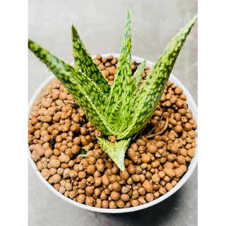 Aloe Hybrid ลายหนามเขียว ไม้มินิมอลขนานแท้