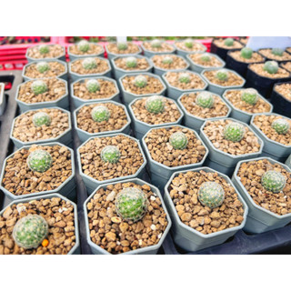 แมมแลนต้า Mammillaria lenta  白絹丸 ไม้เมล็ด แคคตัส