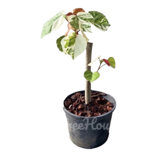 โพธิ์ด่าง 7 สี (Thespesia populnea variegated) กระถาง 6 นิ้ว