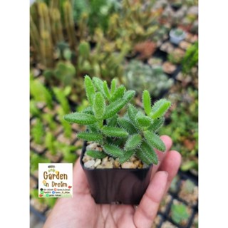 ต้นก้ามกุ้ง,เกล็ดหิมะ Delosperma Echinatum (ดอกสีเหลือง) ไม้อวบน้ำ กุหลาบหิน cactus🌵🌵