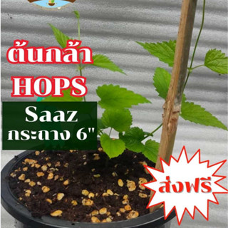 Saaz Hop "กระถาง 6 นิ้ว"  พร้อมปลูก-ต้นกล้าฮอปส์สุขภาพดี (ทำเบียร์,ชงชา) by หมูปลูกผัก