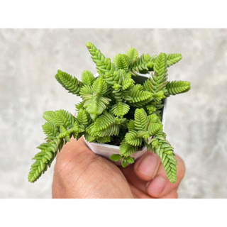 Crassula muscosa ‘Watch Chain สนทราย ไม้อวบนำ้ น่ารักๆ กระถาง 2 นิ้ว