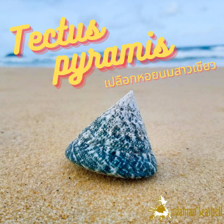 Andaman seashell เปลือกหอย นมสาวเขียว (Tectus pyramis)