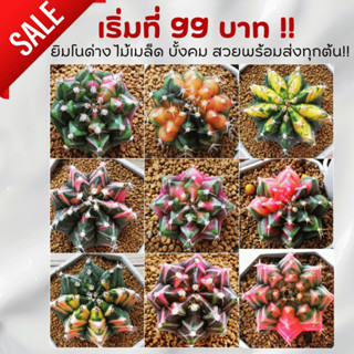 ยิมโนด่าง (gymnocalycium) ไม้เมล็ด ตัวแรร์ บั้งสวย คม สมมาตร