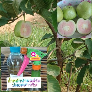 น้ำหมักสมุนไพรปลอดสารพิษสำหรับฉีดพ่นห่อฝรั่ง