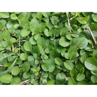 ส่งทันที!! หญ้าใบต่างเหรียญ 50 บาทได้ 70 กิ่ง ปลูกหน้าฝนสวยมาก  ไม่ต้องตัด นุ่มเท้า หญ้าสนาม