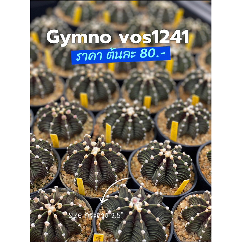 [พร้อมส่ง]แคคตัส Gymno VoS1241 ตัวแท้ ไม้เมล็ด ปลูกในกระถางไซส์ 2.5”