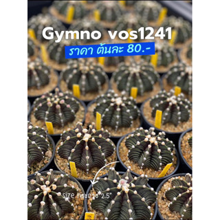 [พร้อมส่ง]แคคตัส Gymno VoS1241 ตัวแท้ ไม้เมล็ด ปลูกในกระถางไซส์ 2.5”