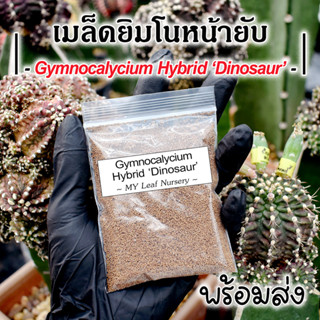 เมล็ดยิมโนหน้ายับ เมล็ดยิมโนไดโนเสาร์ Gymnocalycium Hybrid Dinosaur Mix Seeds เมล็ดยิมโนสายยับ เมล็ดแคคตัส