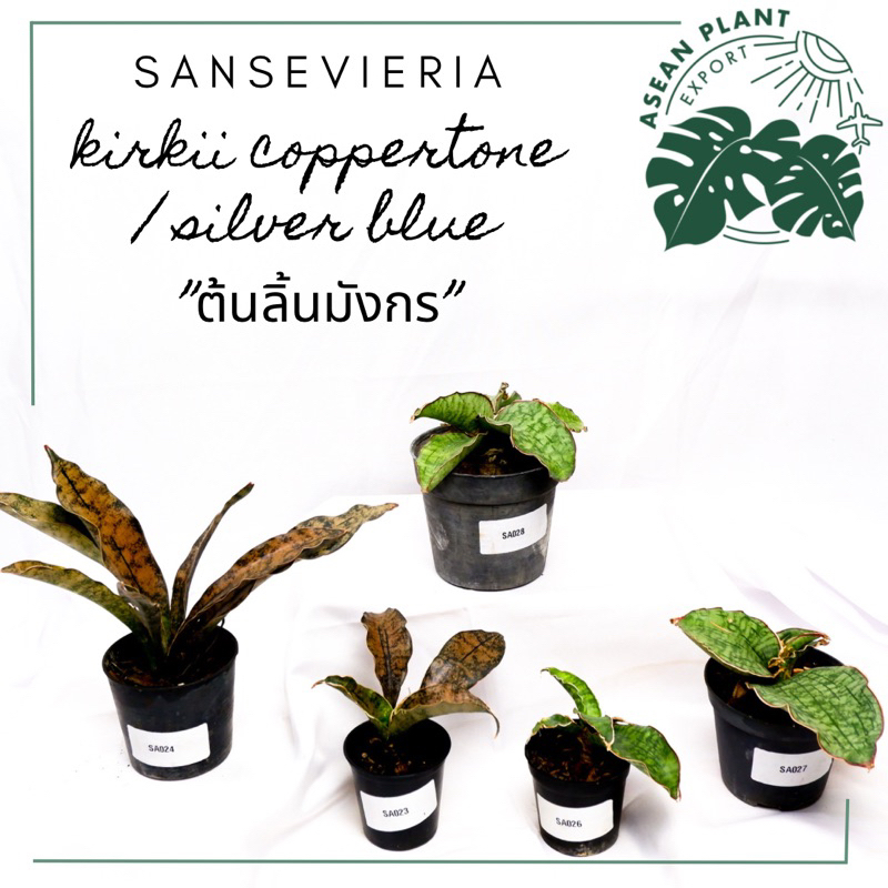 ต้นลิ้นมังกรสำริด Sansevieria kirkii coppertone