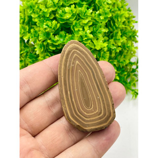 1 PC Rare Fossil  Petrified Wood Stone for Collection Stromatolite Petrified Wood Stone 4-6 cm size