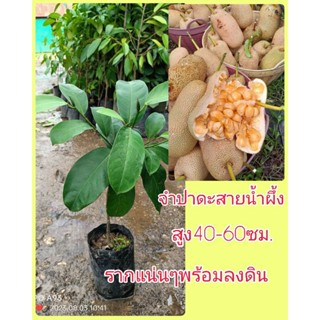 จำปาดะ พันธุ์สายน้ำผึ้ง  เนื้อเยอะ หวานฉ่ำ ขนาดต้น40-60ซม.รากเเน่นๆ ลงปลูกได้เลย