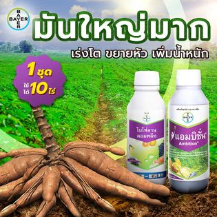 แอมบิชั่น1​ลิตร สาระสําคัญ : อะมิโน+ฟลูวิคเข้มข้น ขนาด 1ลิตร