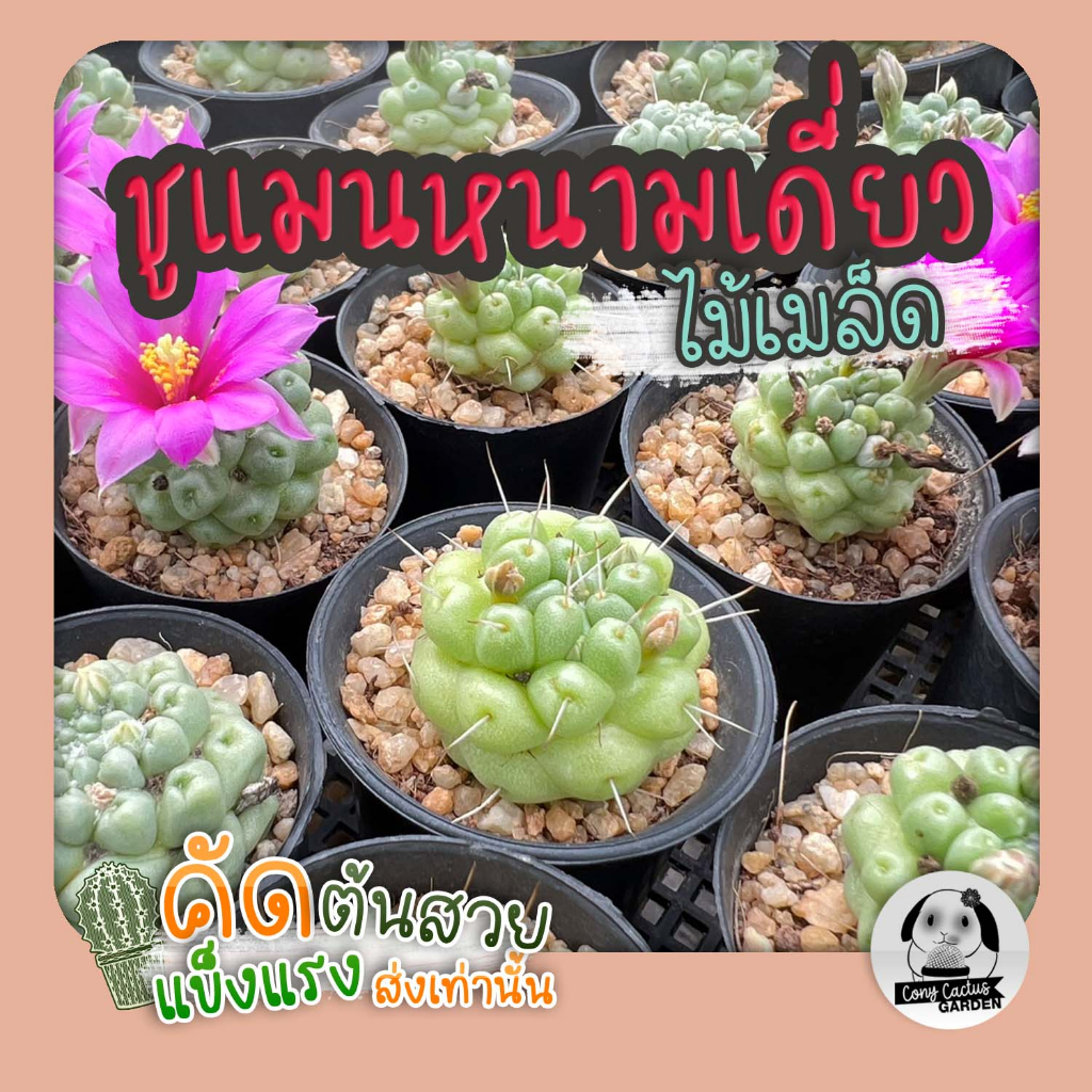 ต้นชูแมนหนามเดี่ยว (Mammillaria Schumannii) ไม้เพาะเมล็ด - ต้นกระบองเพชร ราคาถูก ต้นแคคตัส