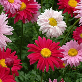 ดอกไพรีทรัมดอกไม้ไล่แมลง บรรจุ 100 เมล็ด คละสี