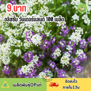 9 บาท เมล็ดพันธุ์ อลิสซั่ม วันเดอร์แลนด์คละสี