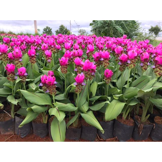 ต้นปทุมมา กระเจียวหรือทิวลิปสยาม มีสีขาว ชมพู และแดงชาโด้(สีขมพูเข้ม) จัดส่งเป็นต้นนะคะ