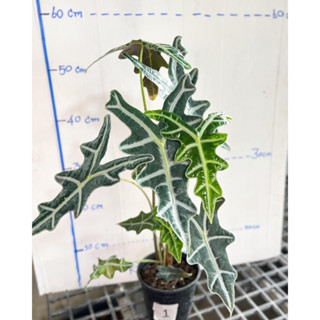 Alocasia Nobilis #แก้วสารพัดนึกหน้ามังกร #อโลคาเซีย #โนบิลิส #Alocasia #Sanderiana Nobillis ไข่แน่น2-3ต้น