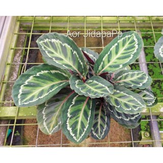 คล้า อิลลูตริส calathea illustris