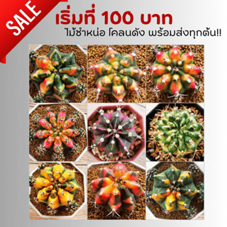 ยิมโนด่าง (gymnocalycium) ไม้เมล็ด ตัวแรร์ ไม้ชำหน่อ โคลนดังมีชื่อ