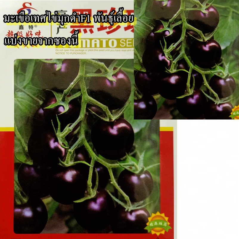 80+ เมล็ด เมล็ดมะเขือเทศไข่มุกดำF1 พันธุ์เลื้อย (ปลูกง่าย รสชาติหวานอร่อย ออกผลดก ผลกลมสีม่วงดำ พันธุ์ต้นเลื้อย)