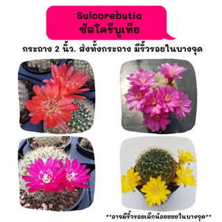 Sulcorebutia sp. ซัลโครีบูเทีย cactus กระบองเพชร แคคตัส กุหลาบหิน พืชอวบน้ำ