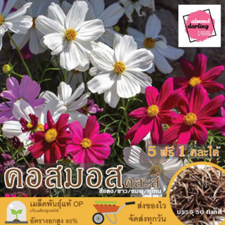 ซื้อ5 แถม1 เมล็ดพันธุ์ดอกคอสมอส คละสี (Mixed Cosmos Flower Seed) 50 เมล็ด เมล็ดพันธุ์แท้ ปลูกง่าย อัตรางอกสูง เก็บเมล็ดป