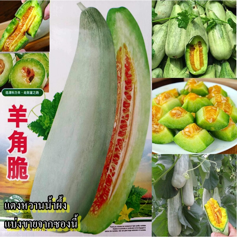 35 เมล็ด เมล็ดแตงหวานน้ำผึ้ง (ปลูกง่าย แตงชนิดนี้จะมีรสชาติกรอบ มีกลิ่นหอมแรงกว่าแตงอื่นๆ นิยมปลูกสำหรับทำของหวาน)