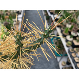 cylindropuntia hystrix ตัดสด ขนาด 5-6cm