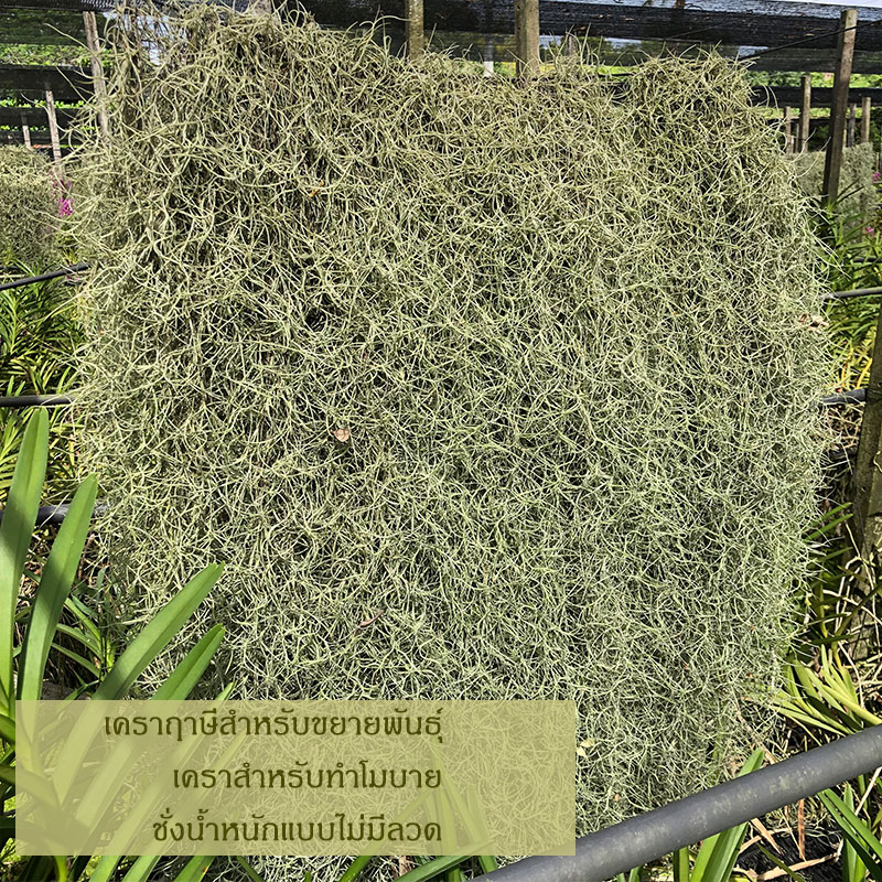 เคราฤาษี หนวดฤาษี มอสสเปน (Spanish Moss) ไม้ฟอกอากาศกรองฝุ่น pm 2.5 เคราแบบชั่งกิโลไม่มีลวด เคราสำหรับขยายพันธุ์
