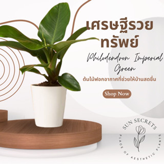 ต้นเศรษฐีรวยทรัพย์(Philodendron Imperial Green)