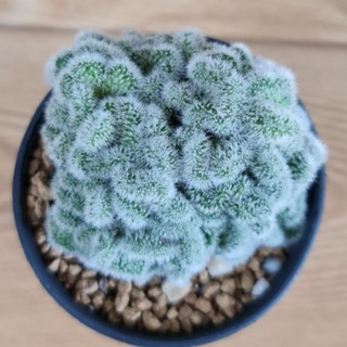 แมมคอมเพรสซ่า โยกัง แคคตัสแปลก แคคตัสหายาก [Mammillaria compressa cv. Yokan]