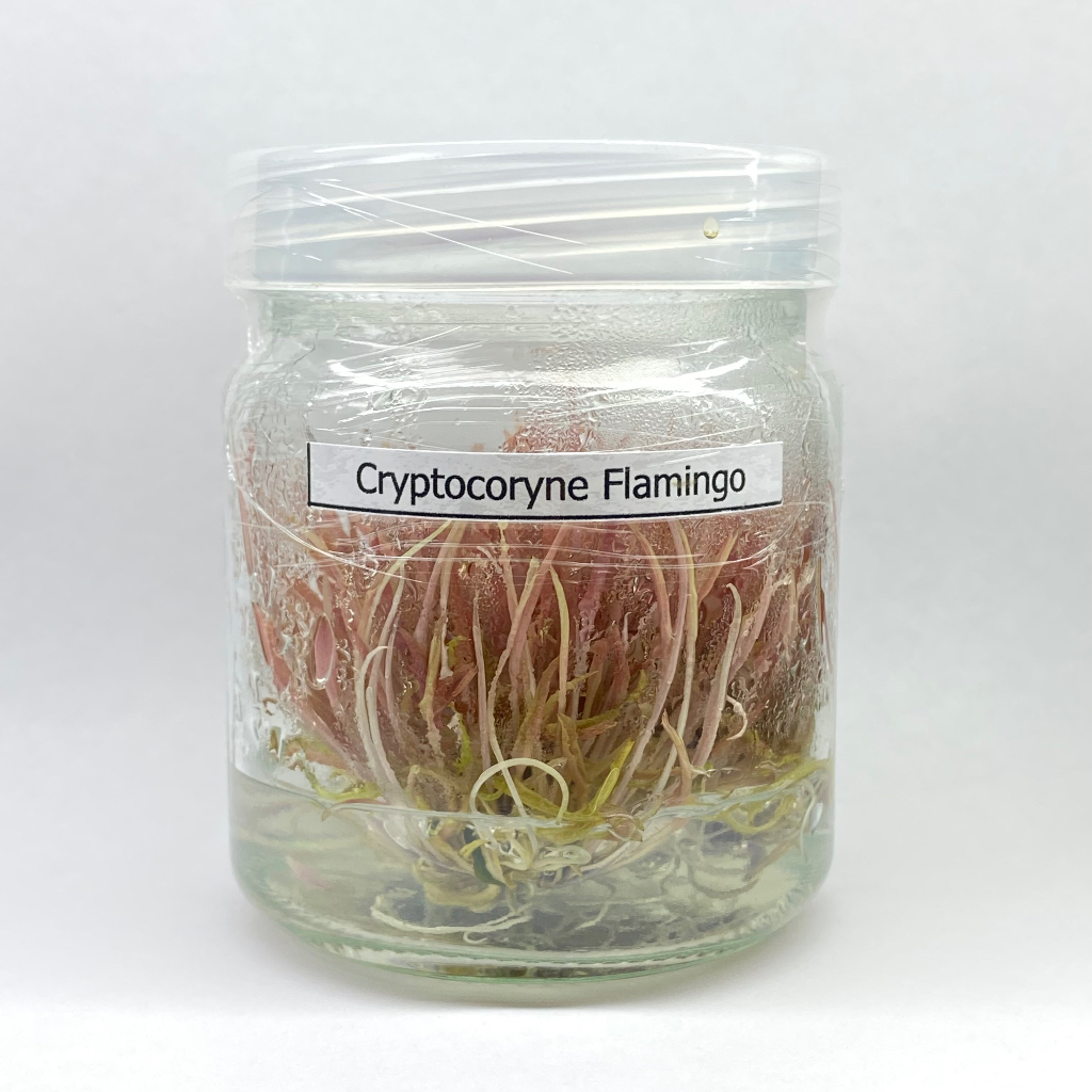 Cryptocorne flamingo คริปฟามิงโก้ มี2ชนิดแบบเนื้อเยื่อ และพร้อมปลูก**กรุณาอ่านรายละเอียดก่อนสั่ง** ต้นไม้น้ำ
