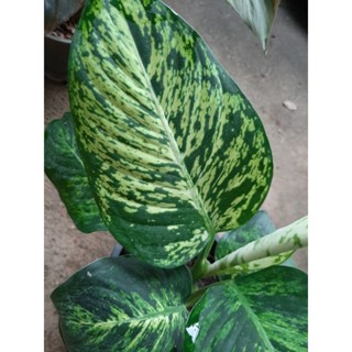 #Dieffenbachia# 🍀 คุ้มบ้าน🌿